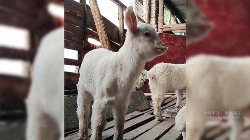 网友爆料小羊怎么办啊视频,小羊怎么办？视频引发热议