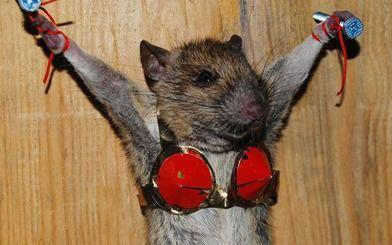 活动爆料老鼠怎么办啊视频,视频揭秘实用攻略