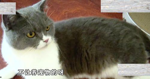 深圳猫租客最新爆料