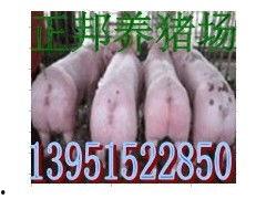 娱乐吃瓜猪衢州